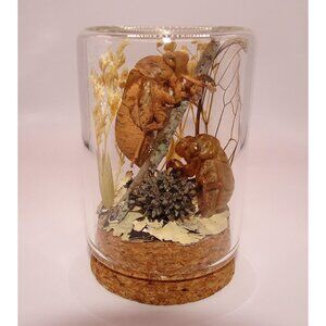 Two Cicada Skins Wing Sweetgum Ball lycan & Oddity Jar goth witchy taxidermy